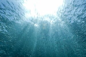 fisch schwarm meer