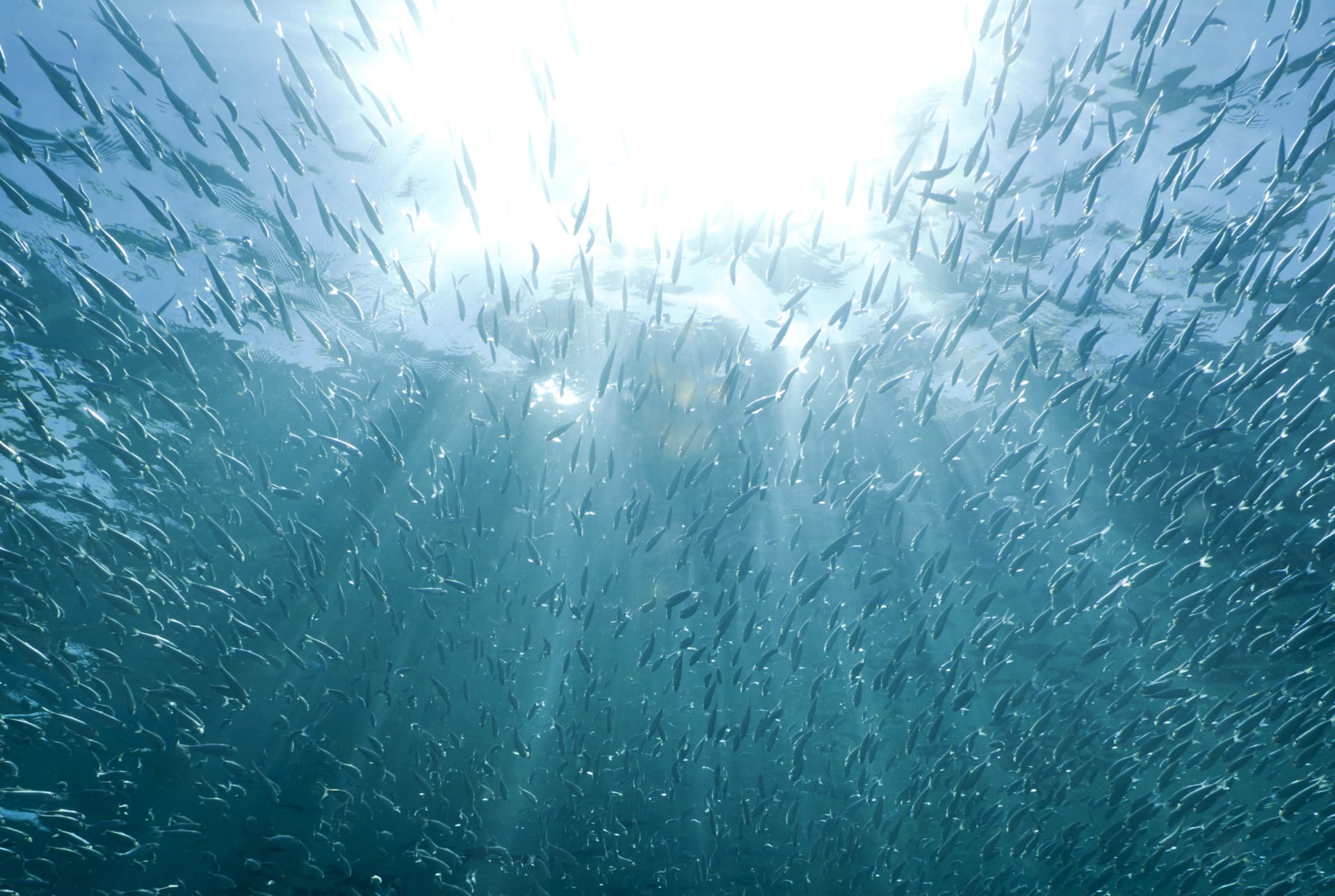 fisch schwarm meer