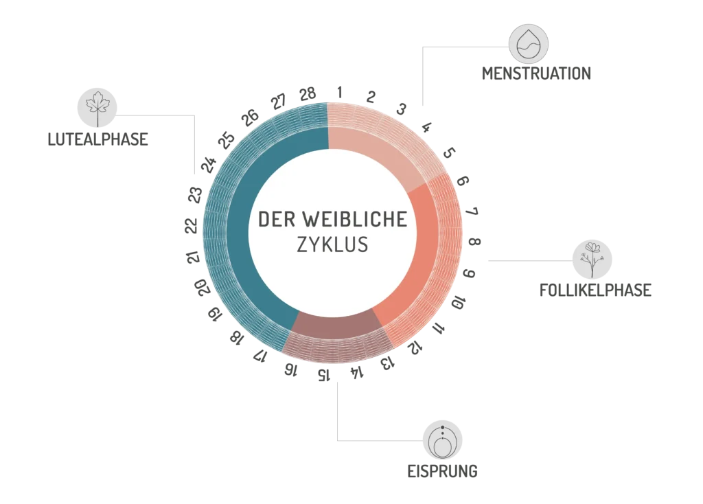 weiblicher zyklus grafik infografik norsan omega-3